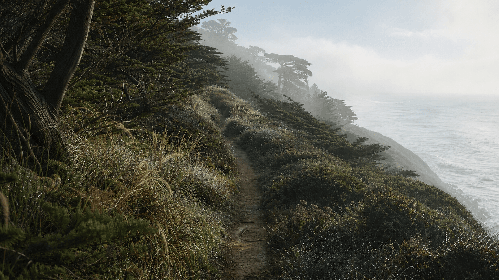 A private walking trail through coastal cypress and fog at Aster House